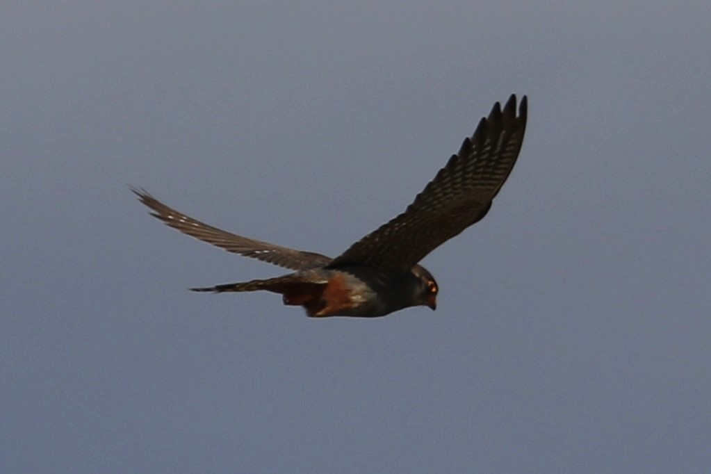 Red-footed Falcon - ML619936134
