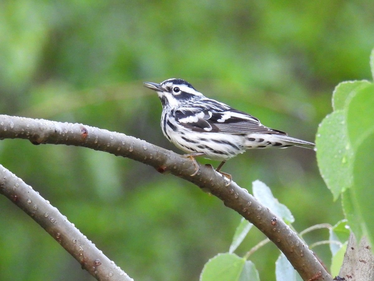 Black-and-white Warbler - ML619936139