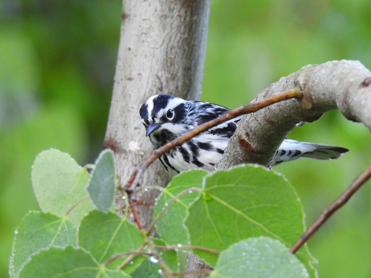 Black-and-white Warbler - ML619936140