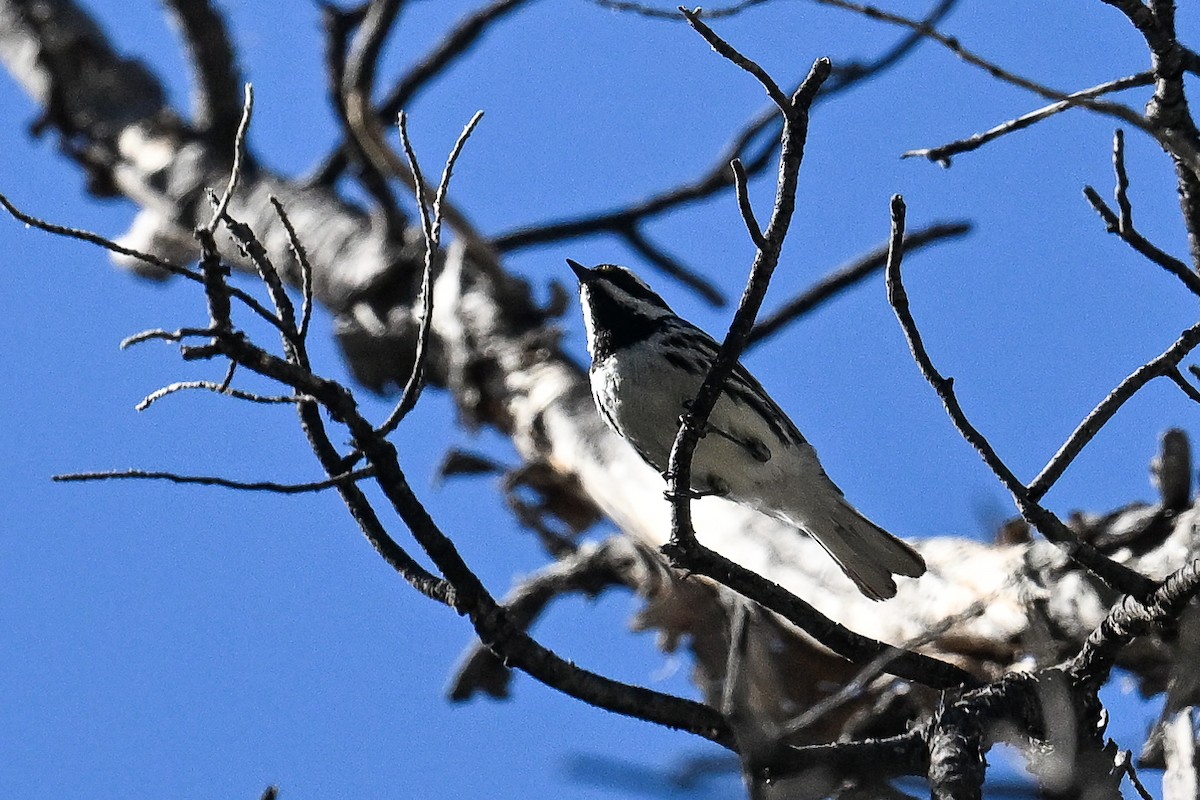 Black-throated Gray Warbler - ML619936146