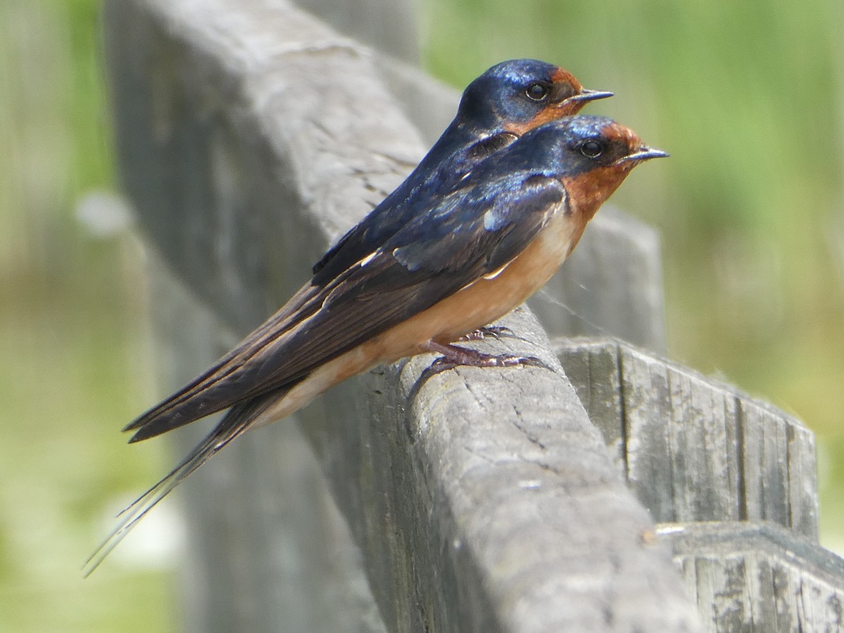 Barn Swallow - ML619936151