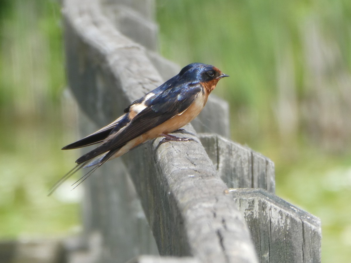 Barn Swallow - ML619936153
