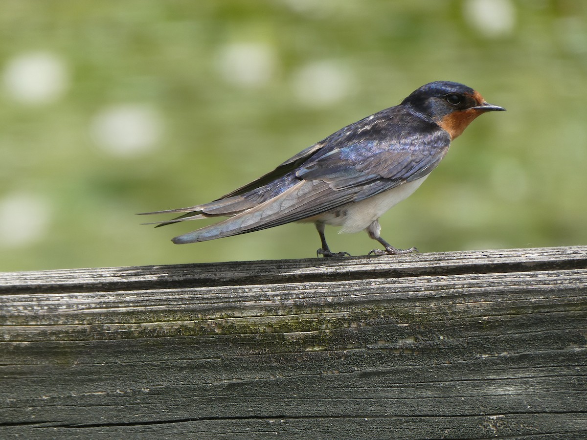 Barn Swallow - ML619936155