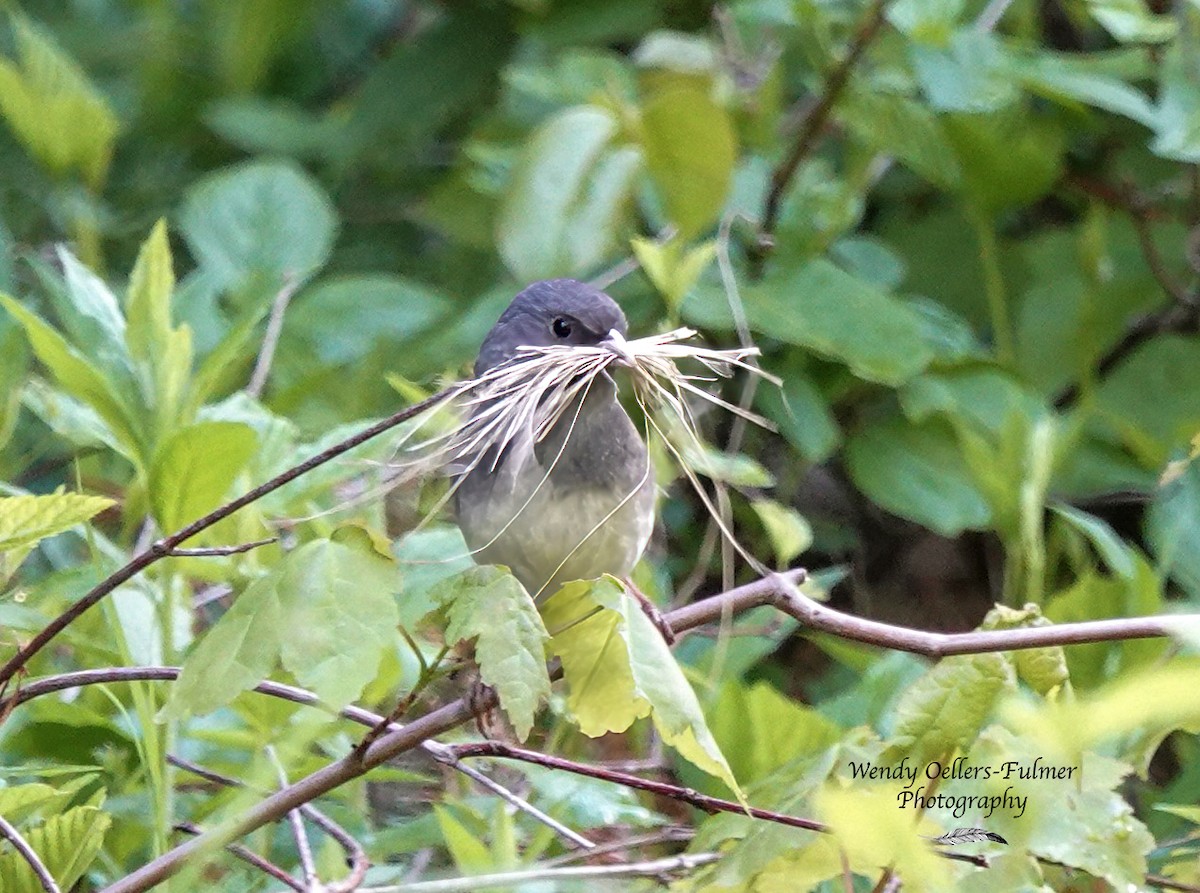 Dark-eyed Junco - ML619936162