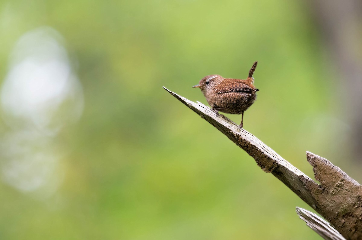 Eurasian Wren - ML619936165