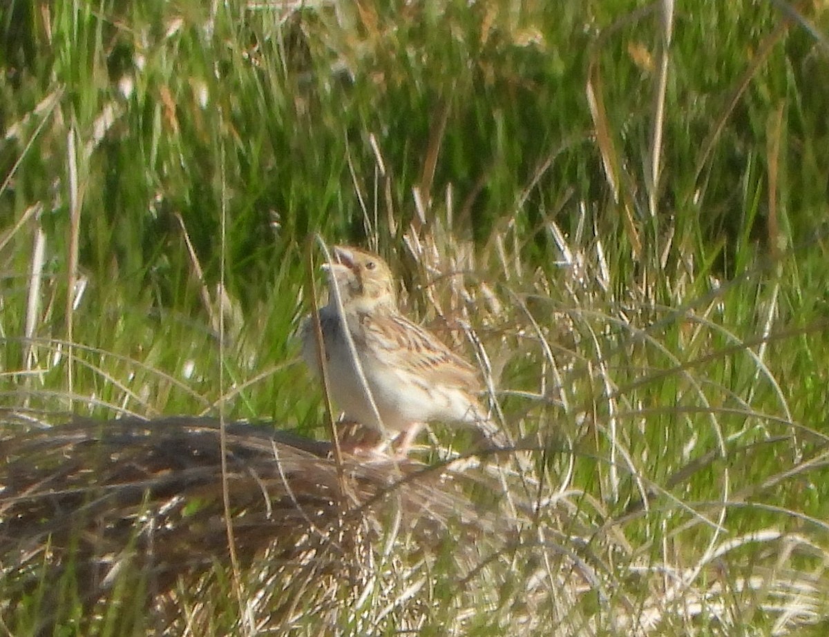 Baird's Sparrow - ML619936166