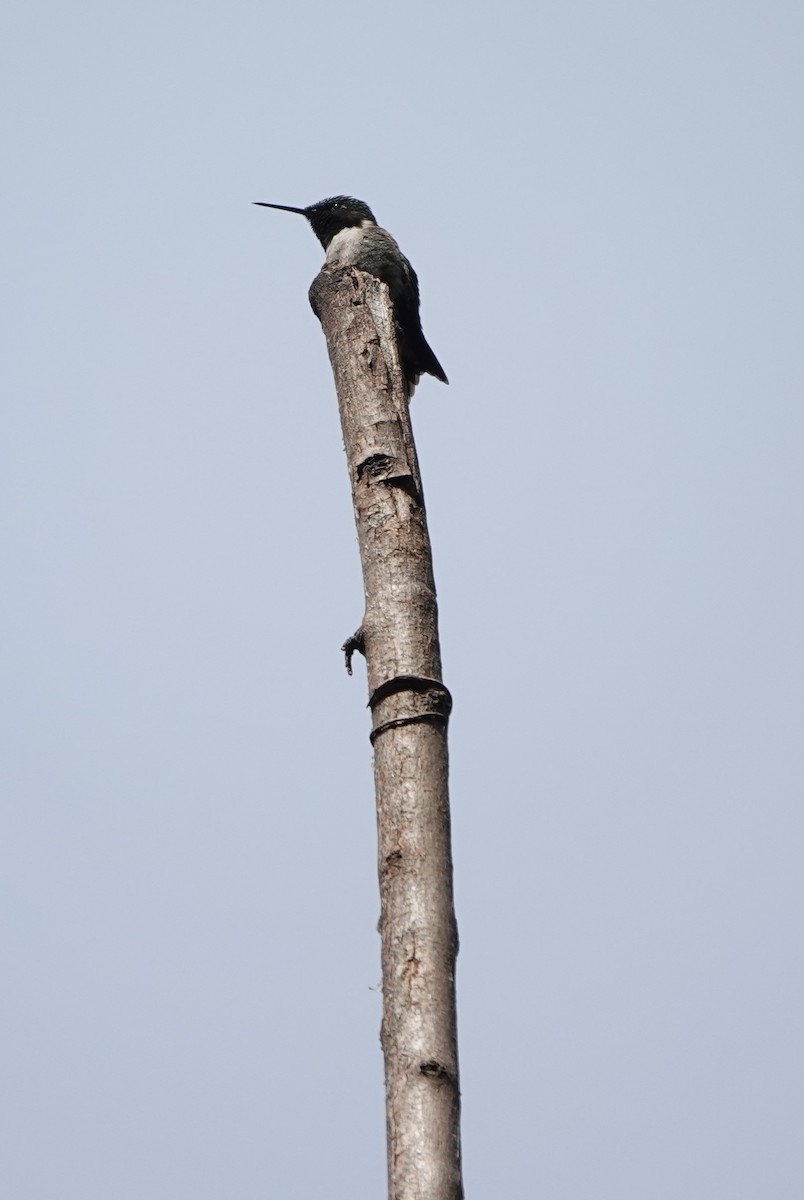 Yakut Boğazlı Kolibri - ML619936167