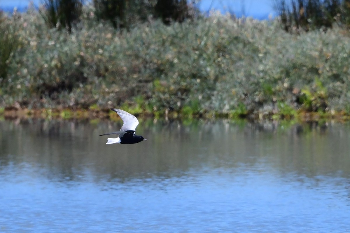 White-winged Tern - ML619936172