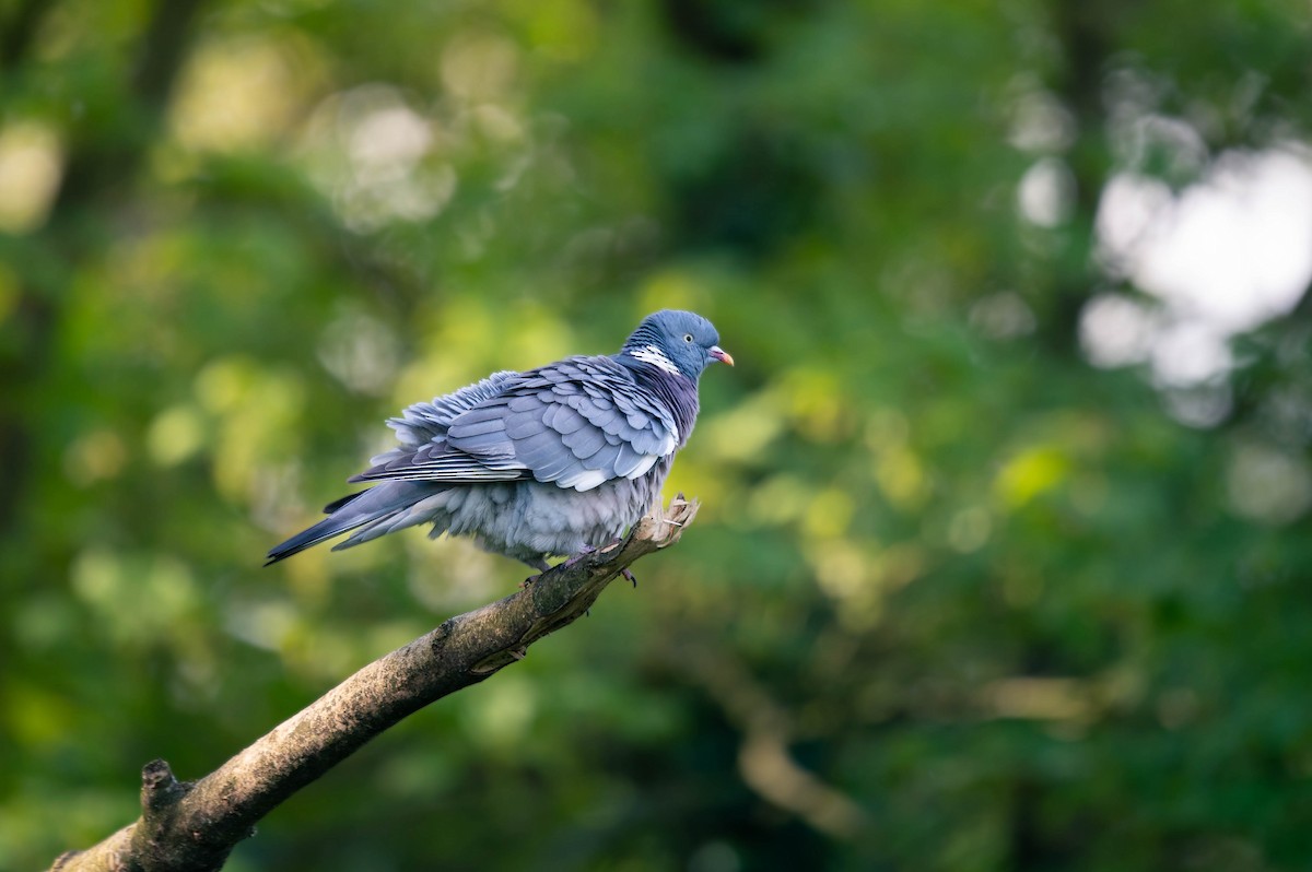 Common Wood-Pigeon - ML619936177