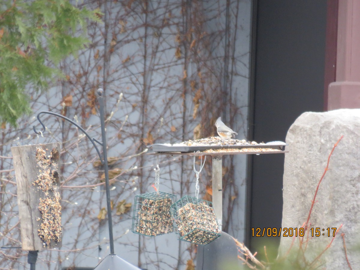 Tufted Titmouse - ML619936182