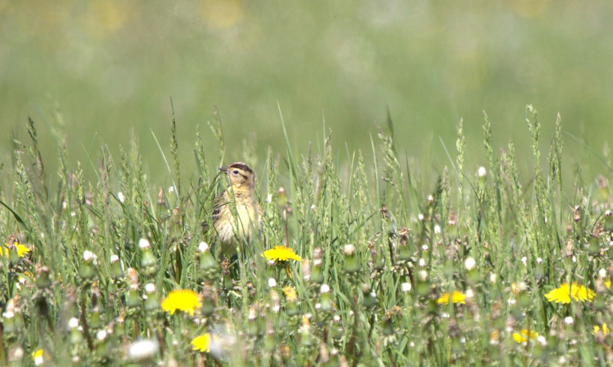 Bobolink - ML619936194