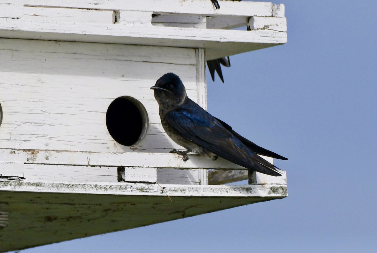 Purple Martin - ML619936202