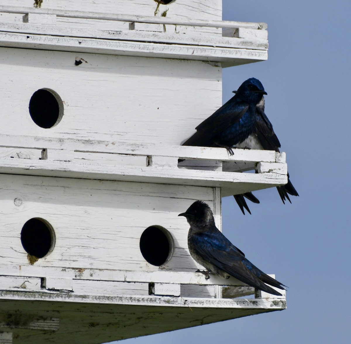 Purple Martin - ML619936204