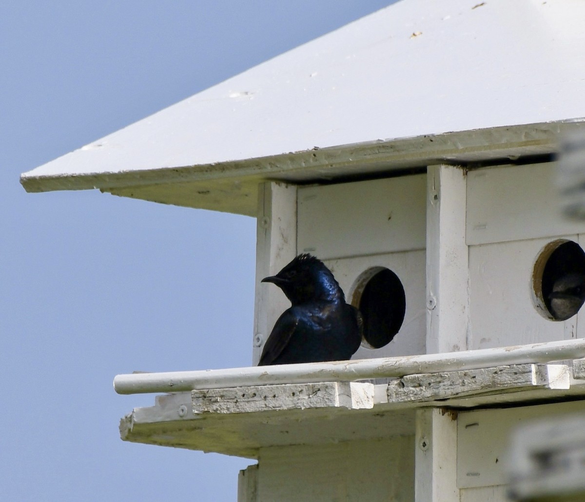 Purple Martin - ML619936205