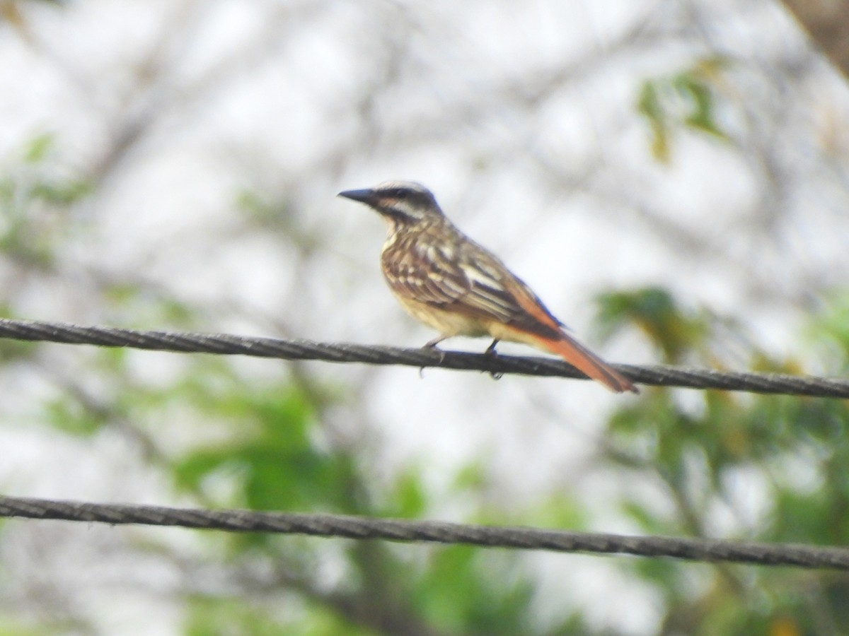 Sulphur-bellied Flycatcher - ML619936212