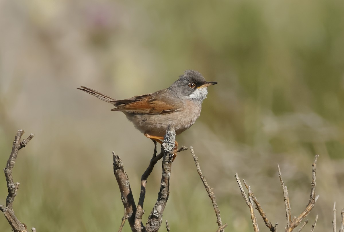 Spectacled Warbler - ML619936216