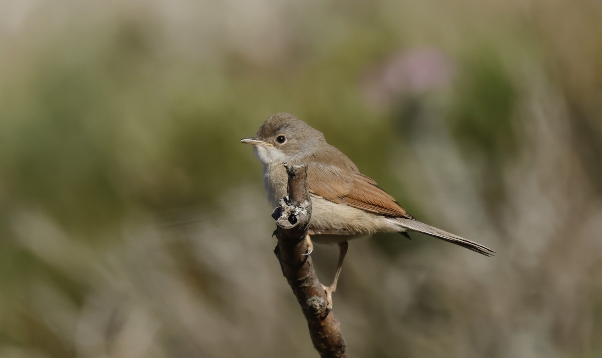 Spectacled Warbler - ML619936217