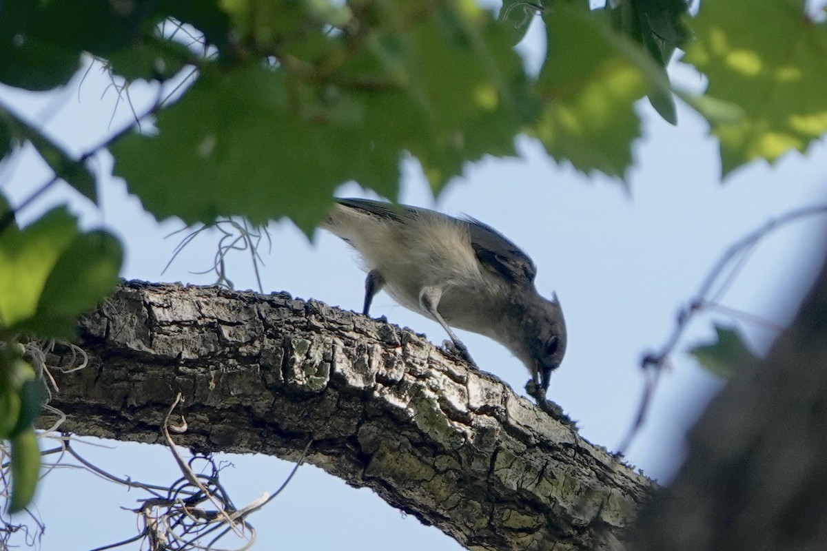 Tufted Titmouse - ML619936242