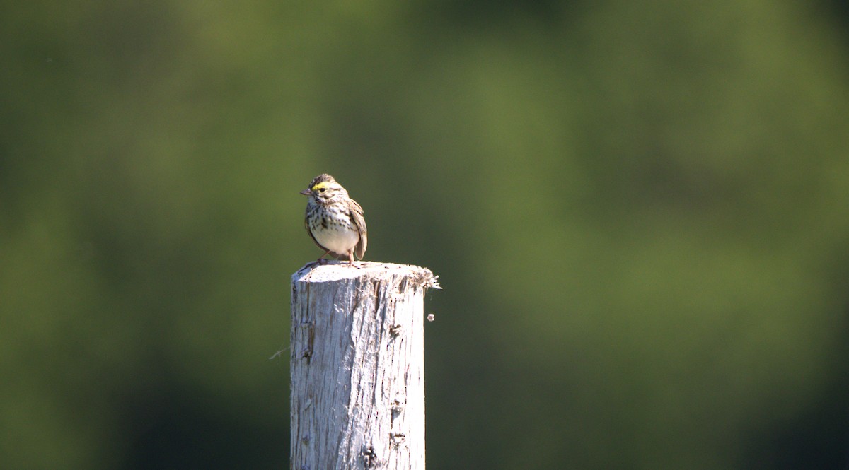 Savannah Sparrow - ML619936254