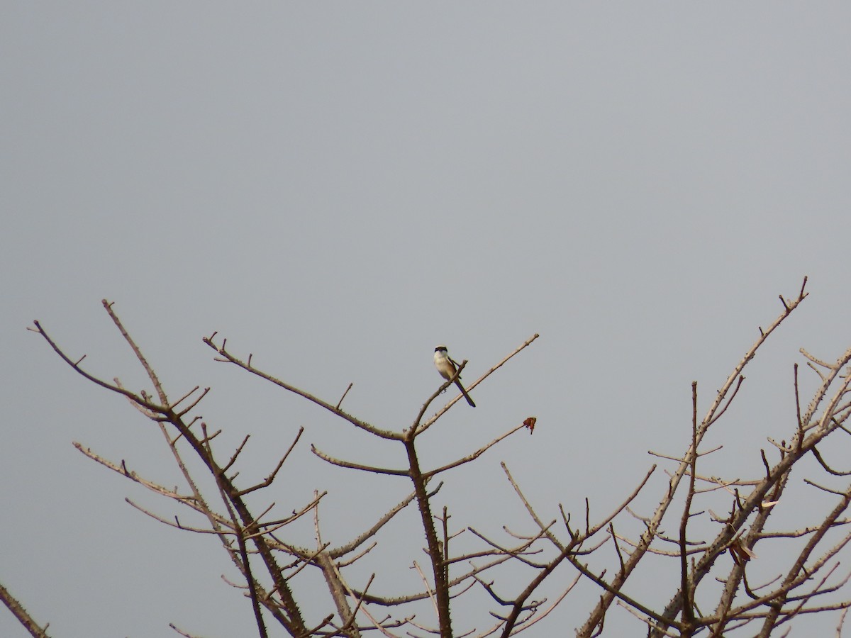 Long-tailed Shrike - ML619936260