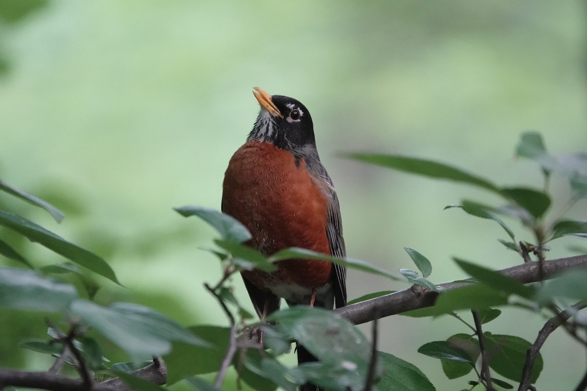 American Robin - ML619936276