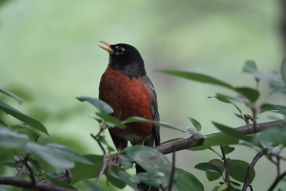 American Robin - ML619936279