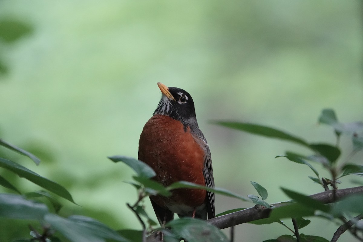 American Robin - ML619936280