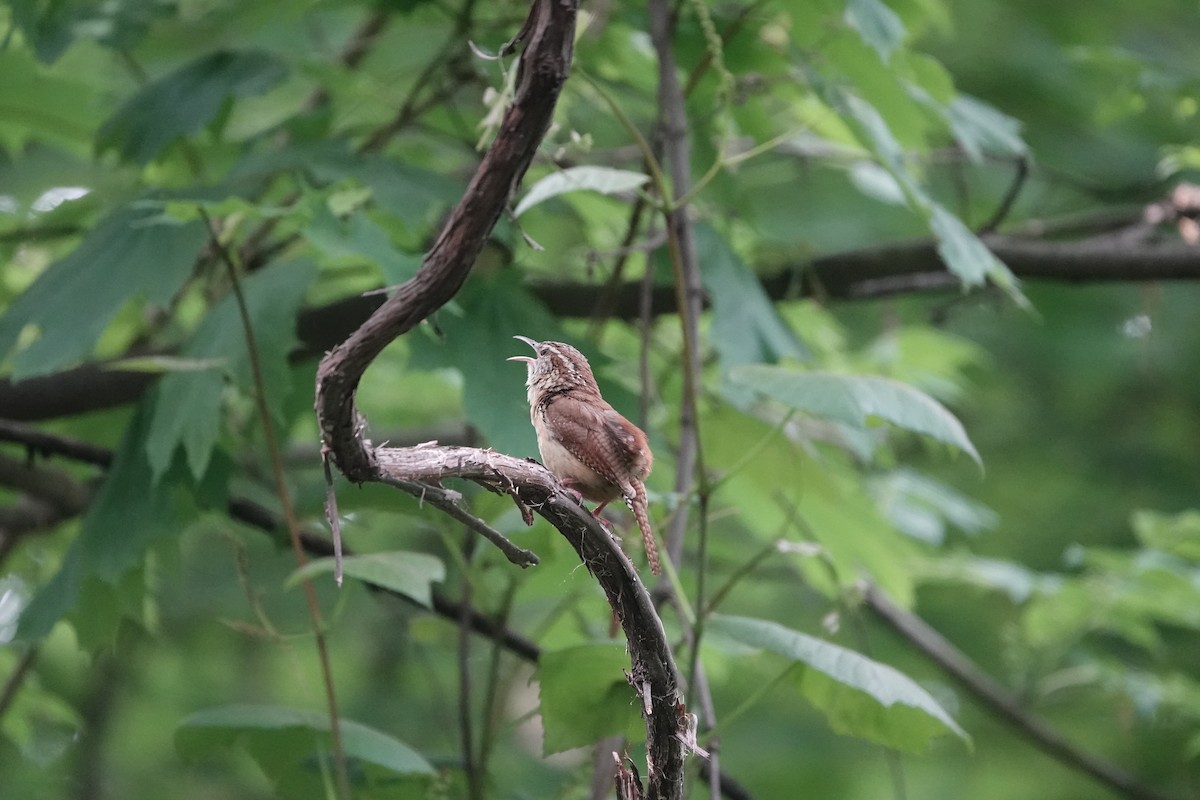 Carolina Wren - ML619936289