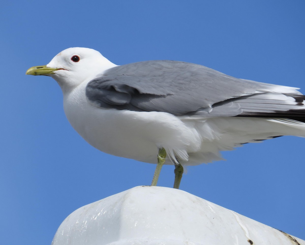 Common Gull - ML61993631