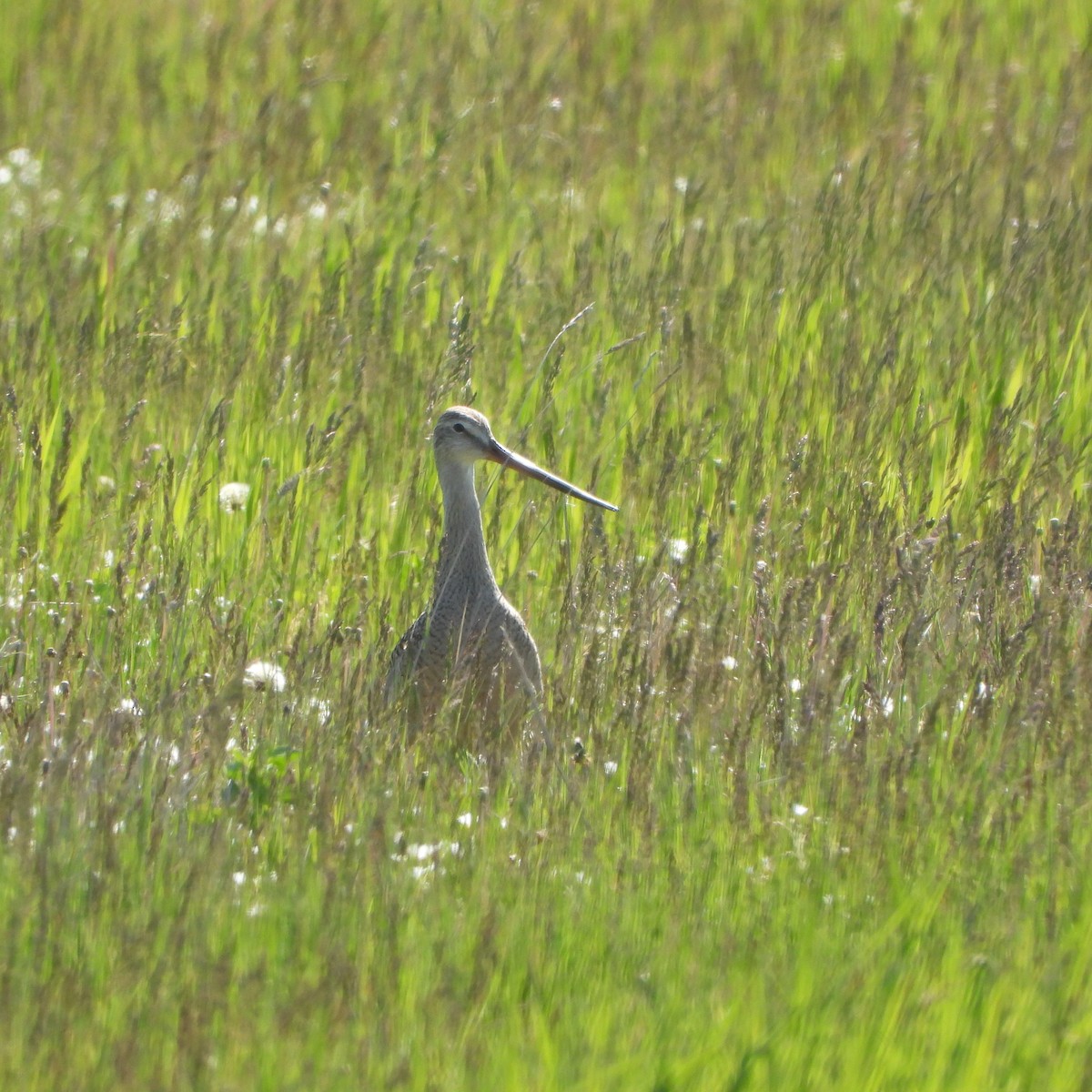 Marbled Godwit - ML619936335