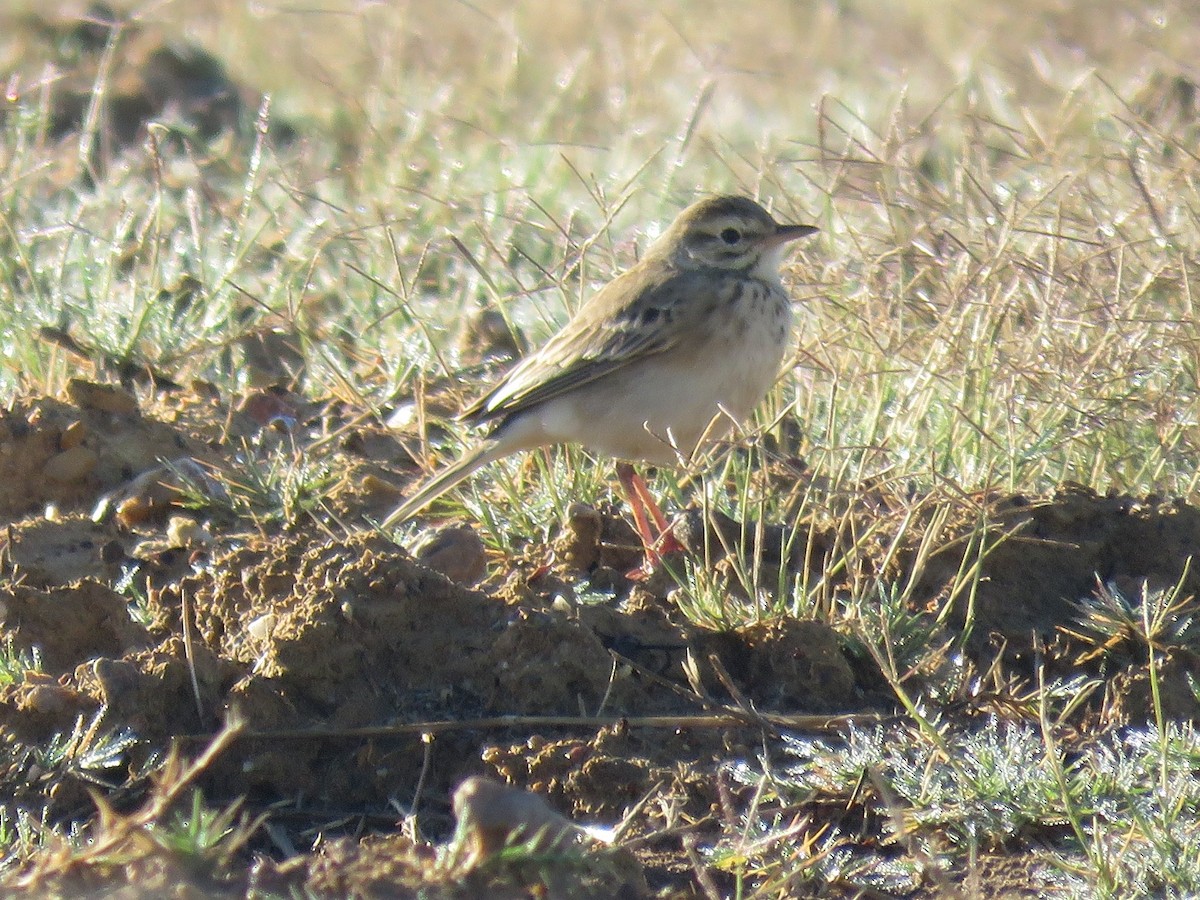 Pipit africain (groupe cinnamomeus) - ML619936340