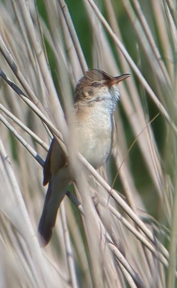 Common Reed Warbler - ML619936345