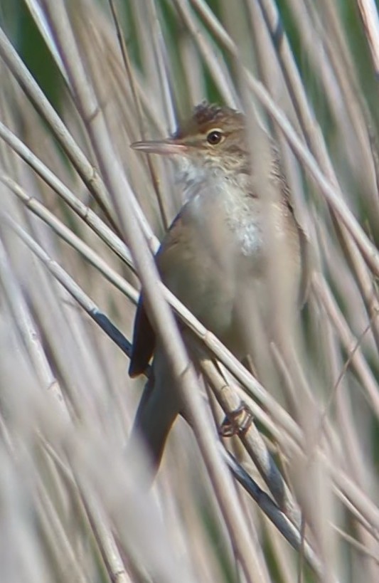 Common Reed Warbler - ML619936347