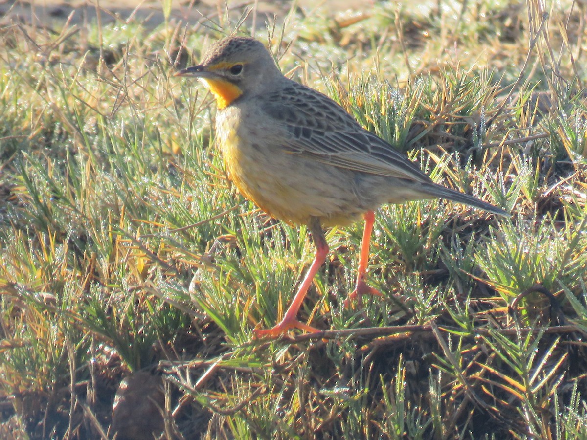 Orange-throated Longclaw - Gareth Bain