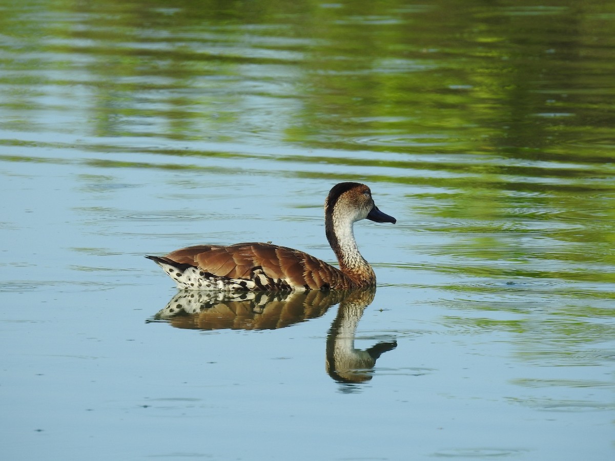 West Indian Whistling-Duck - ML619936365