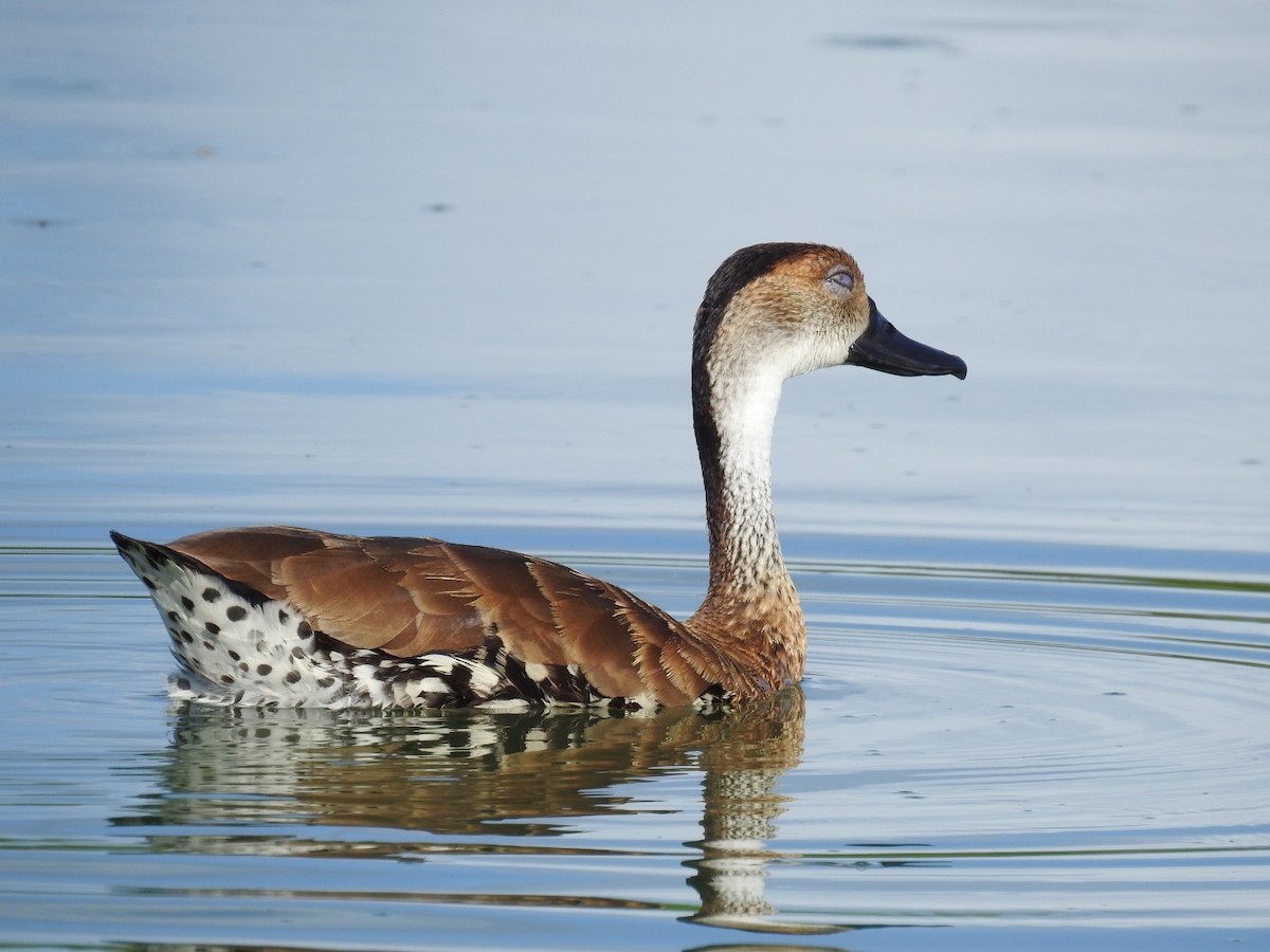 West Indian Whistling-Duck - ML619936366