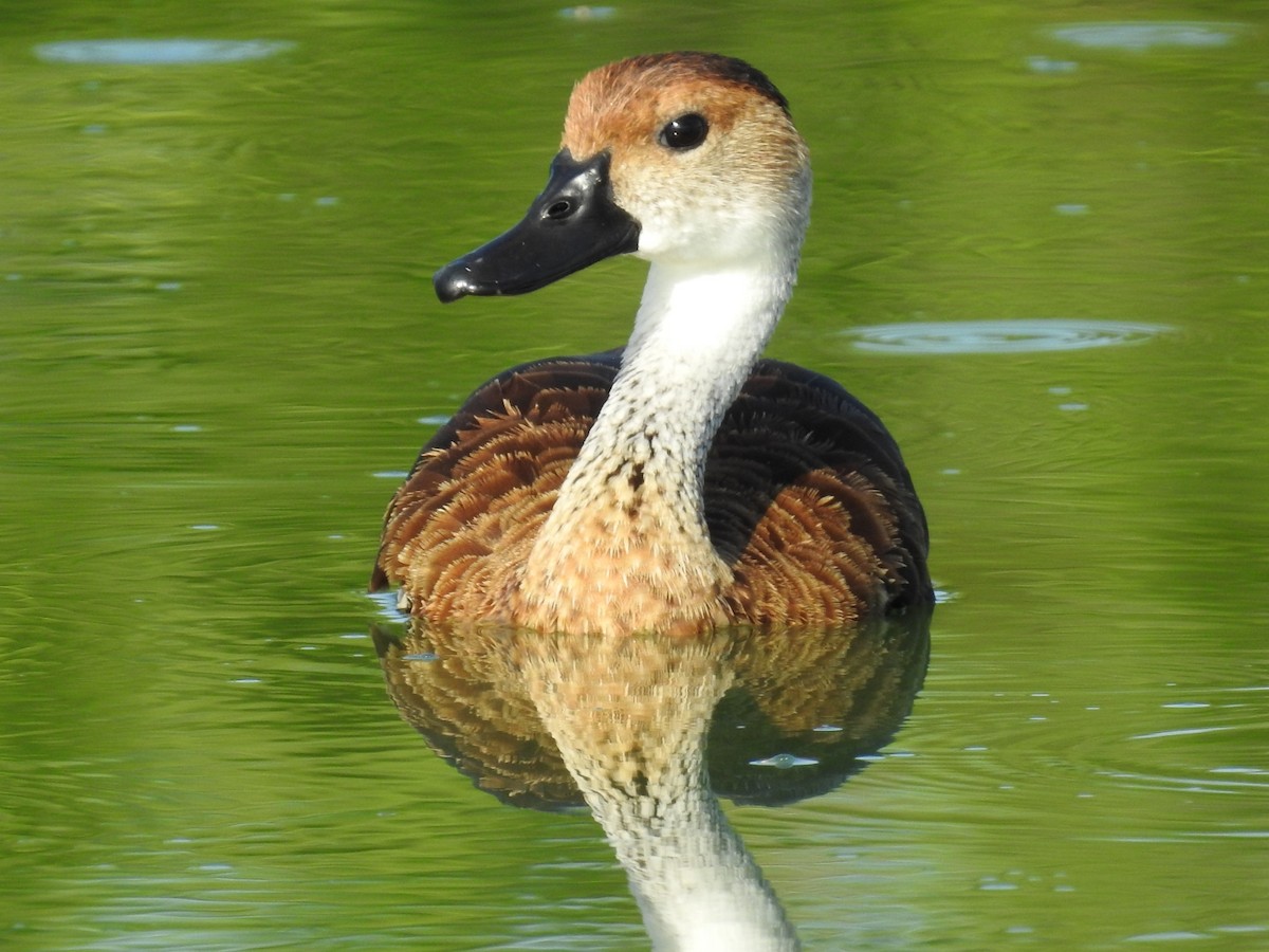 West Indian Whistling-Duck - ML619936367