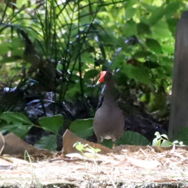 Common Gallinule - ML619936370