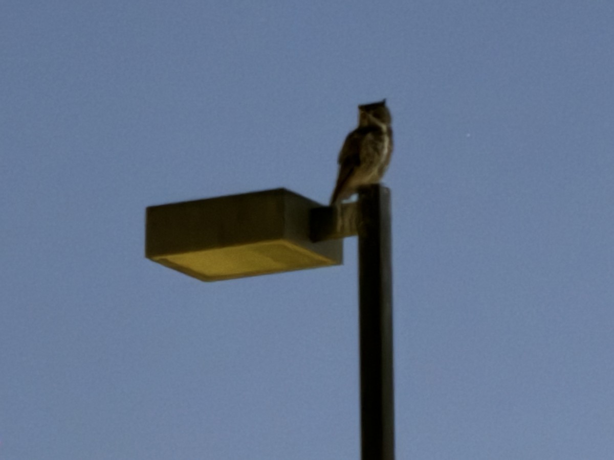 Great Horned Owl - ML619936372