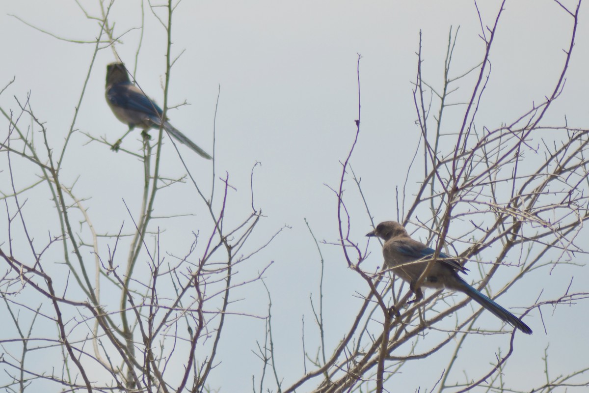 Florida Scrub-Jay - ML619936380