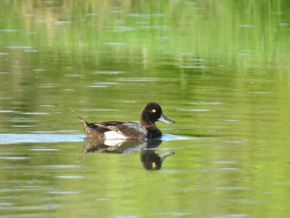 Lesser Scaup - ML619936410