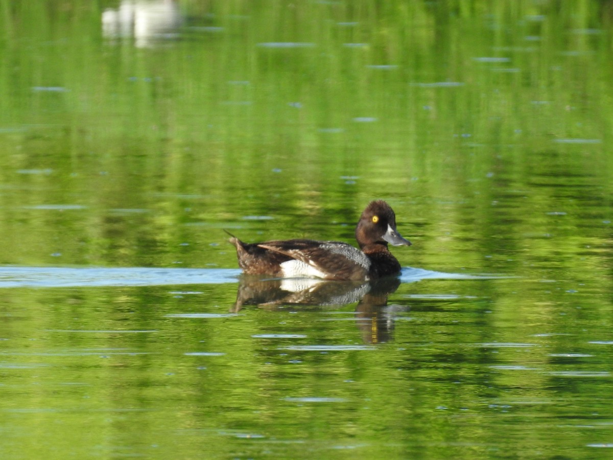 Lesser Scaup - ML619936413