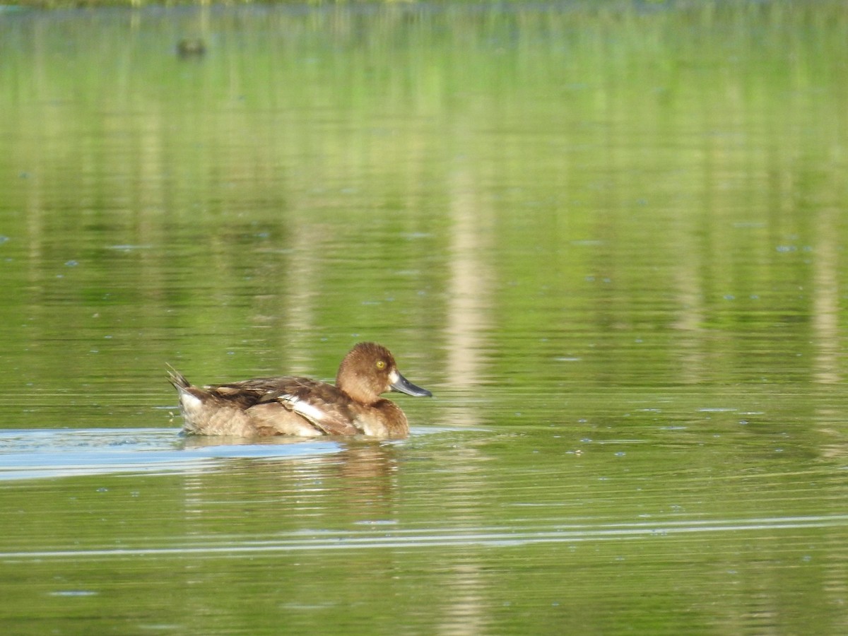 Lesser Scaup - ML619936414