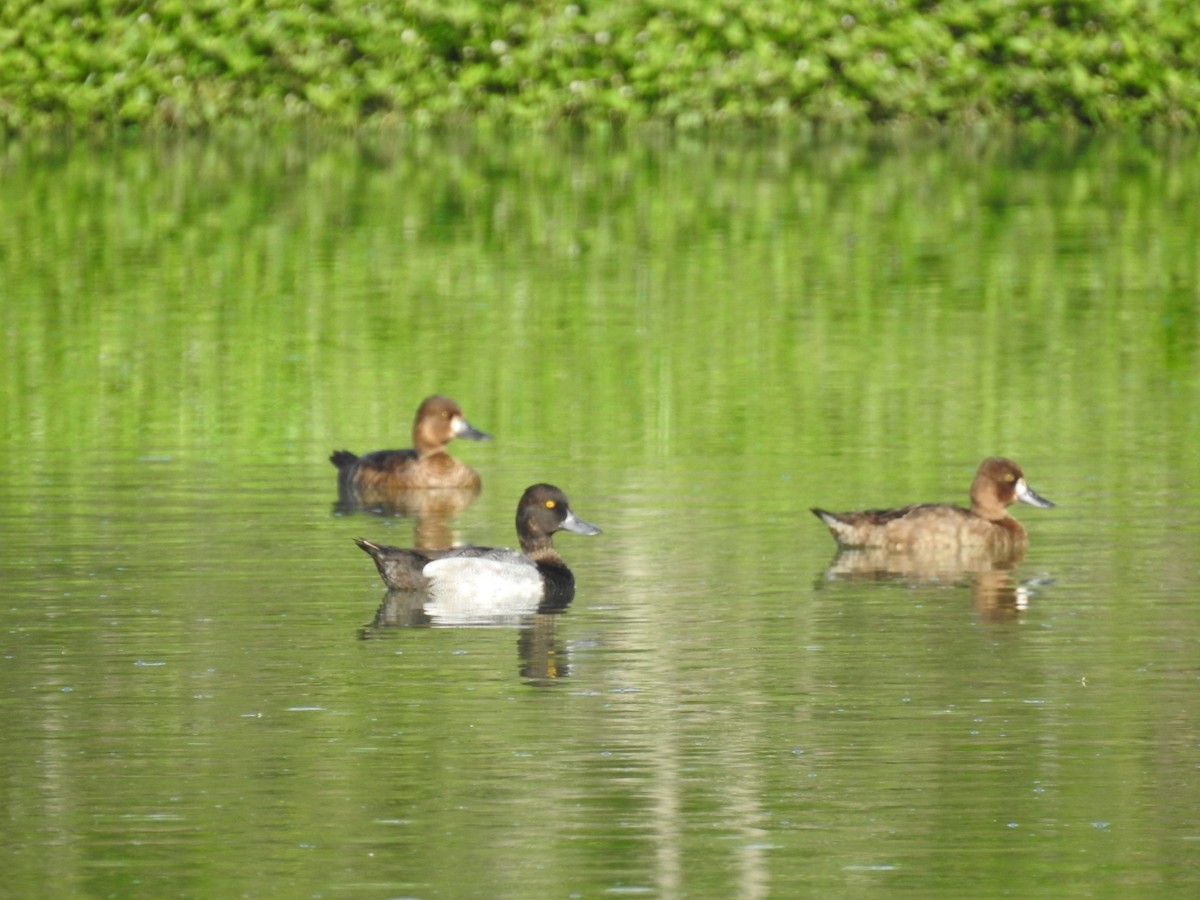 Lesser Scaup - ML619936415