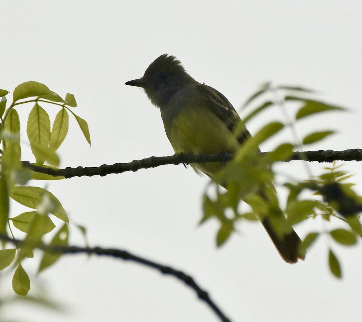 Great Crested Flycatcher - ML619936420
