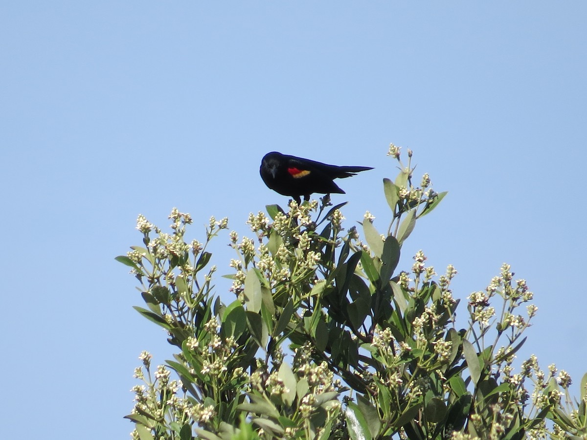 Red-winged Blackbird - ML619936429