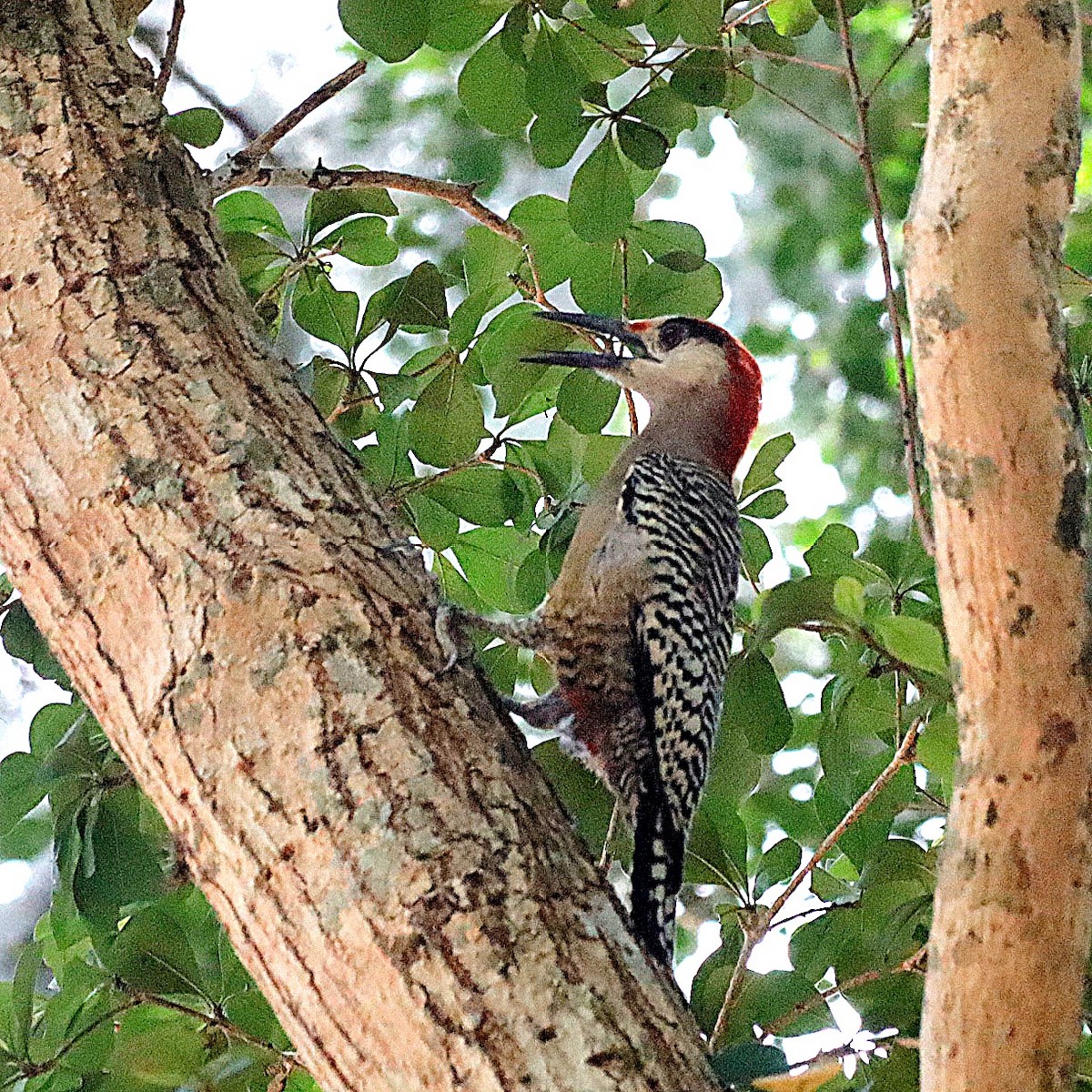 West Indian Woodpecker - ML619936431