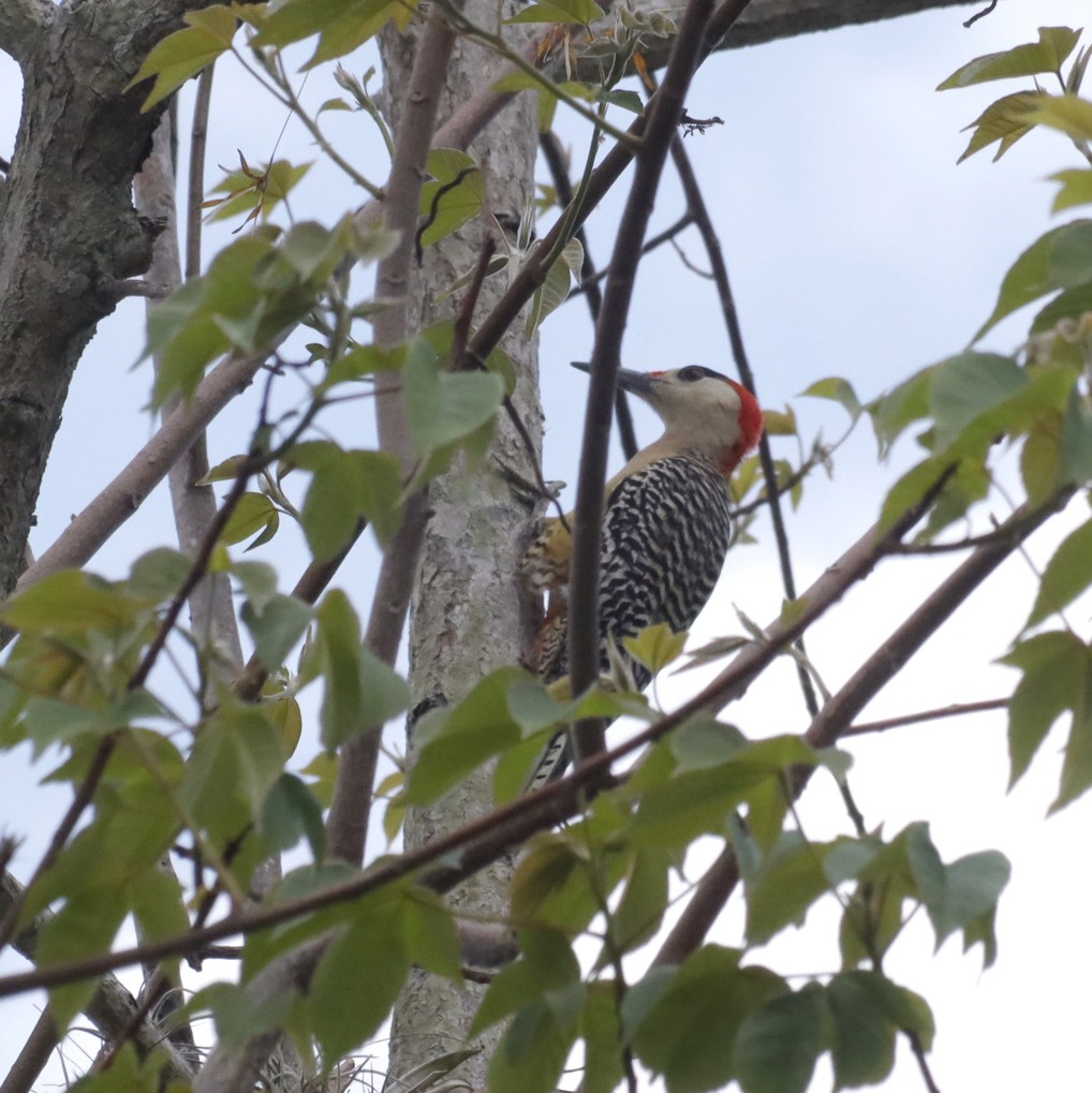 West Indian Woodpecker - ML619936432