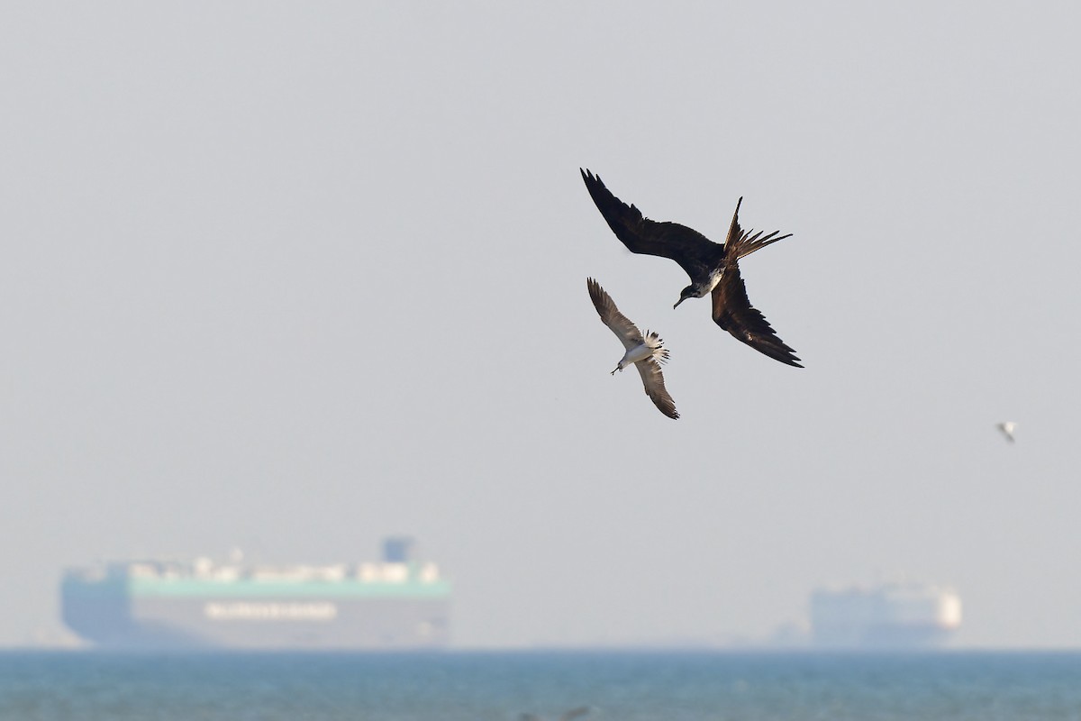 Magnificent Frigatebird - ML619936452