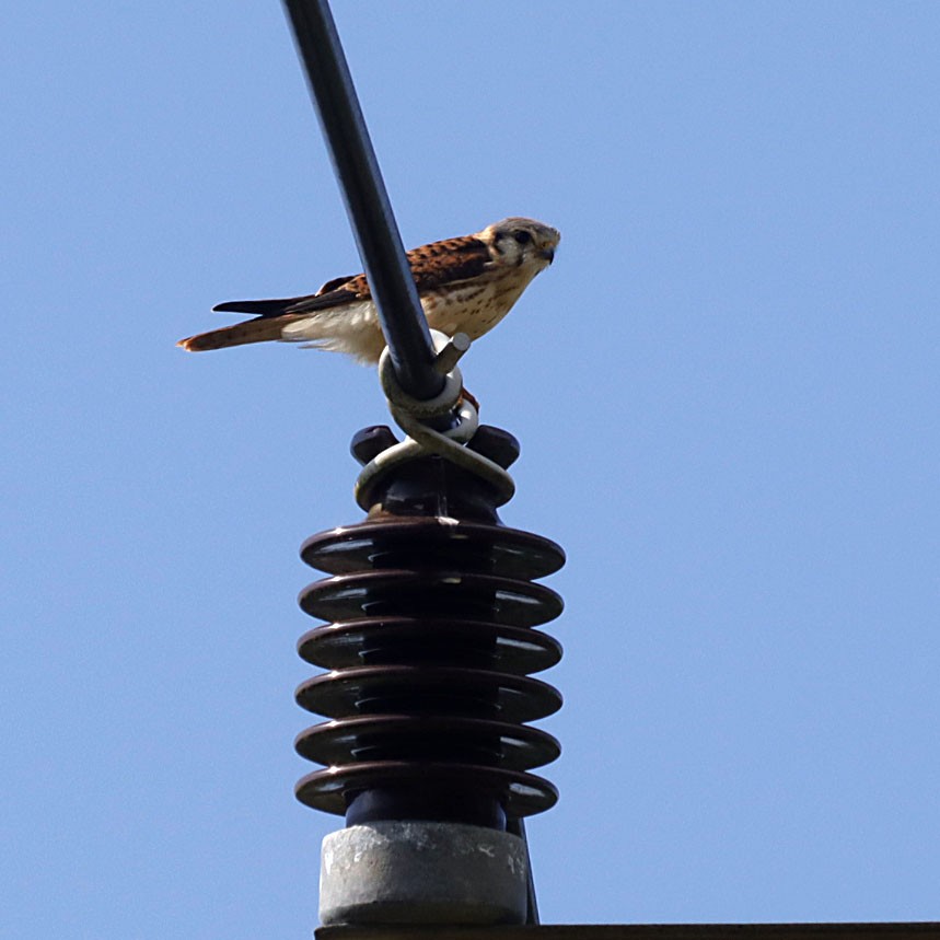 American Kestrel - ML619936454